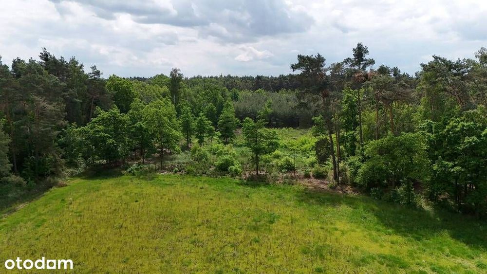 Wyjątkowa Działka przy lesie - Masanów - Widok 3