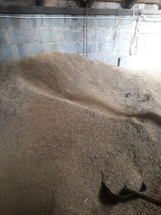 Jęczmień ozimy tegoroczny