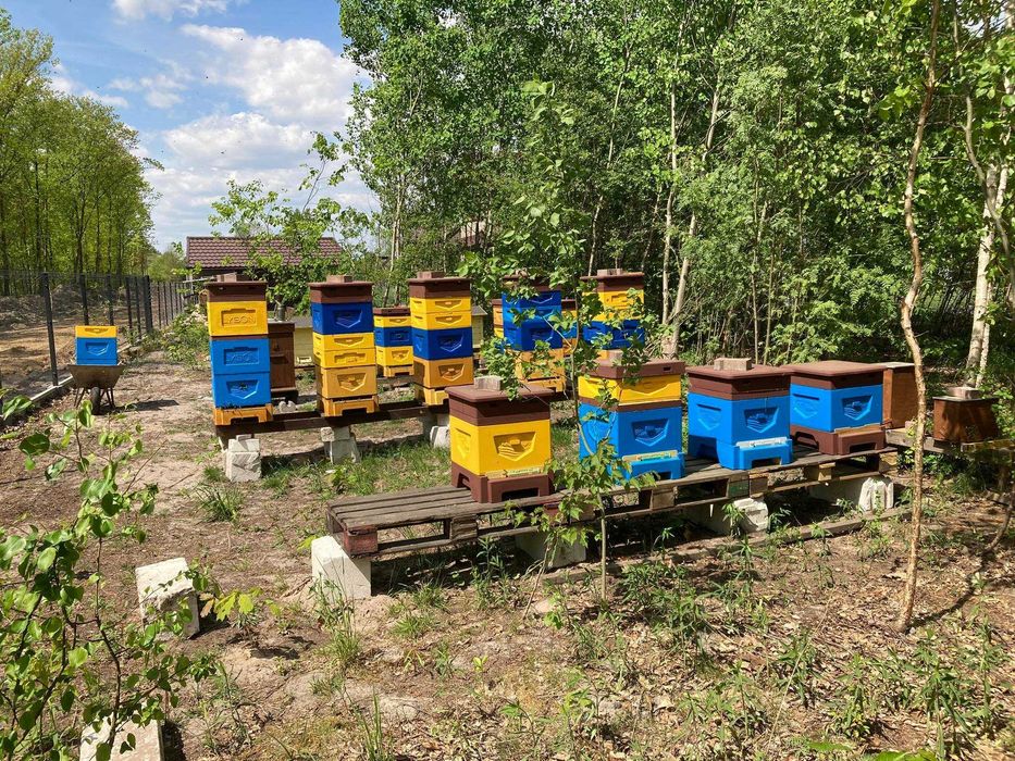 Rodziny pszczele 2025 Krainka Sklenar buckfast ramka Wielkopolska