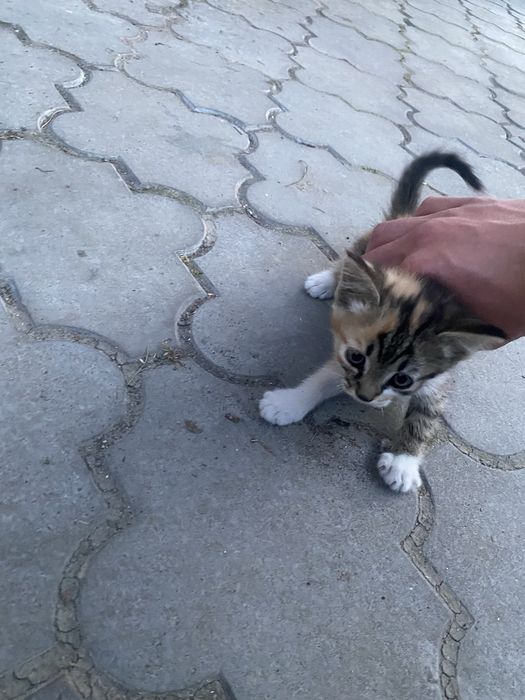 Котик | Кіт | Кішка | різних кольорів