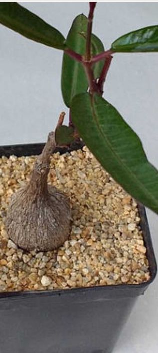 Petopentia natalensis