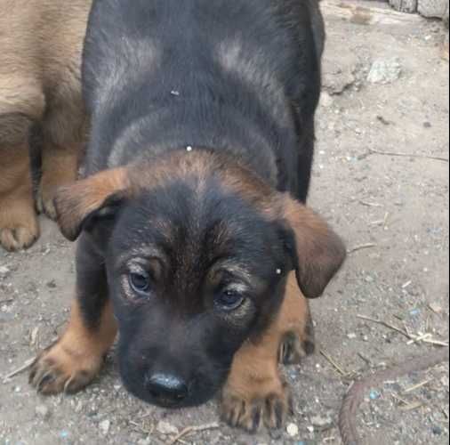 Цуценята в гарні руки