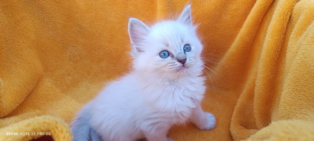 Kocięta ragdoll FPL  na lipiec