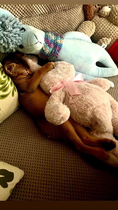 Абиссинский мальчик )