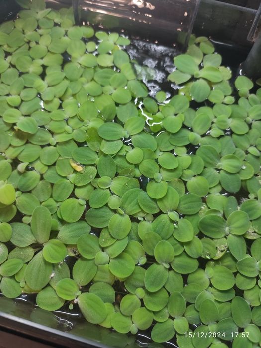 Vendo plantas aquário.