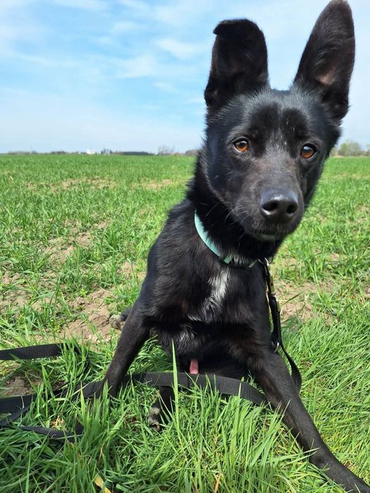 Lśniący jak kamień szybki jak błyskawica -Onyx do adopcji