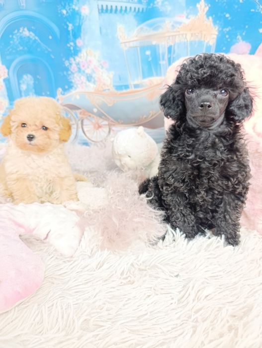 Pudel Toy-Czarny  chłopiec