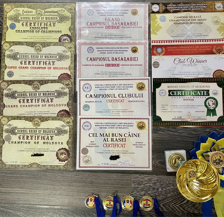 Кавалер Кінг Чарльз Спанієль, в'язка