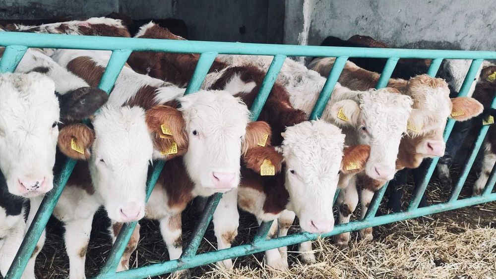 BYCZKI, STARTERY. Finansowanie, kontraktacja