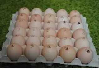 Інкубаційне яйце курей