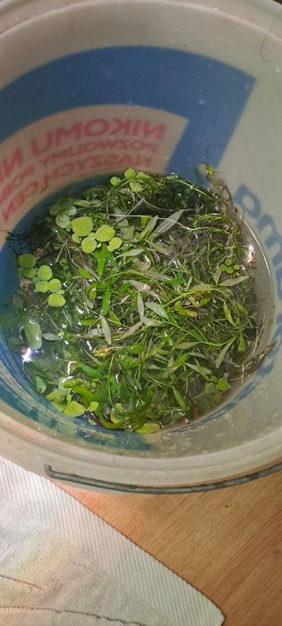 Mix roślinek z przycinki spora ilosc