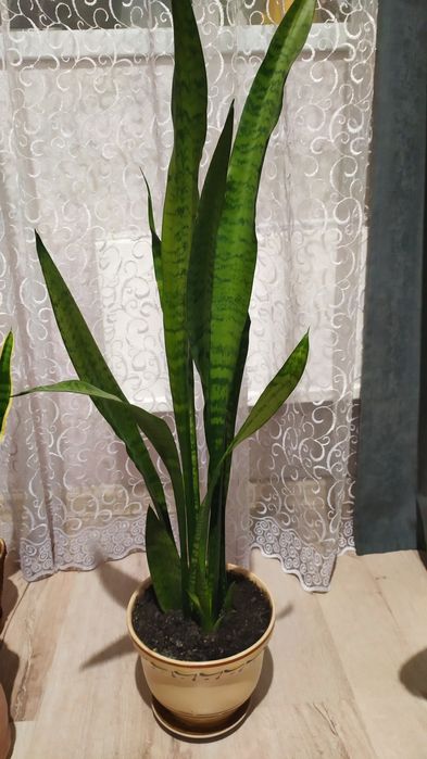 Вазони    домашні.