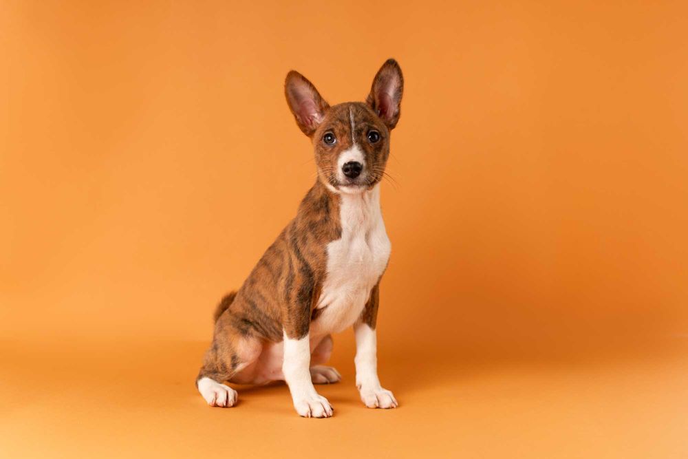 Хлопчик басенджі тигрового забарвлення