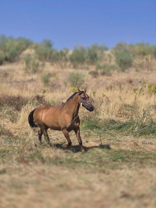Cavalo cruzado a breton