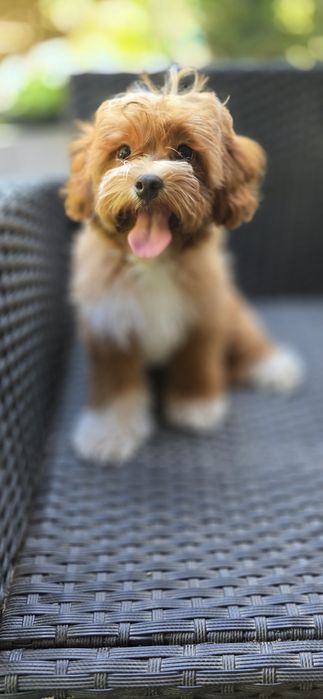 Cavapoo/ piękna dziewczynka