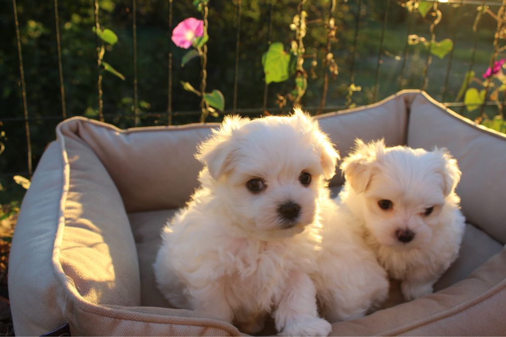 Чисткровні цуценята мальтійської болонки