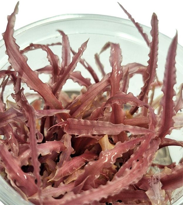 Kryptokoryna balansae pink in vitro wysyłka