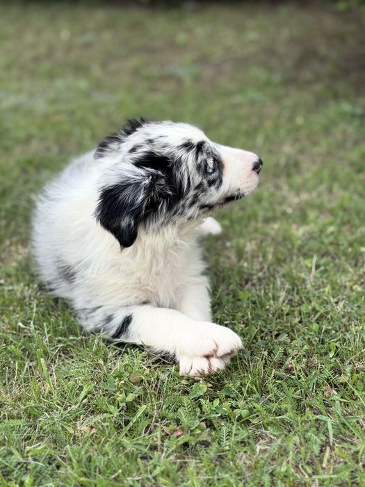 Border Collie Suczka Blue Merle