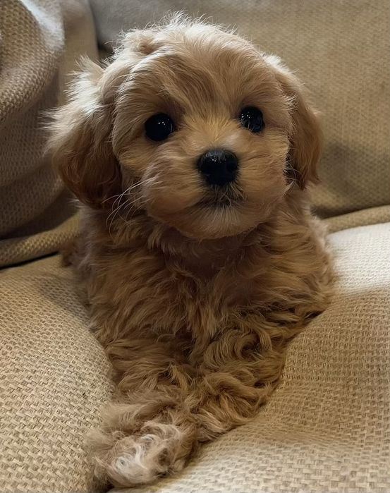 Маленька лапулічка кольору капучінка