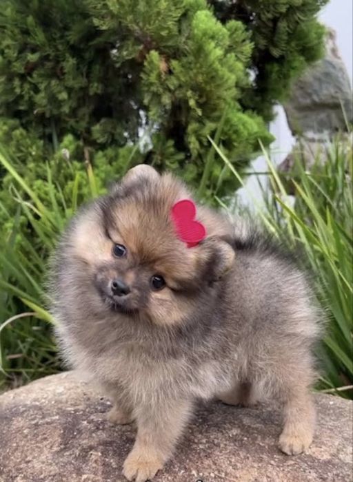 Spitz lulu da poneranea  menina