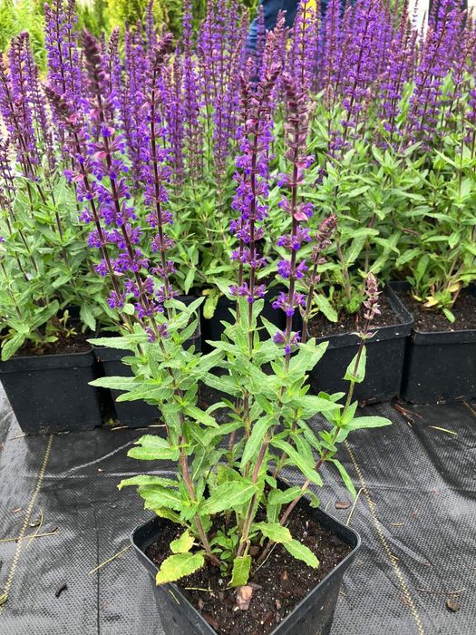 Szałwia caradonna fioletowa 2 l przekorzeniona mrozoodporna gesta