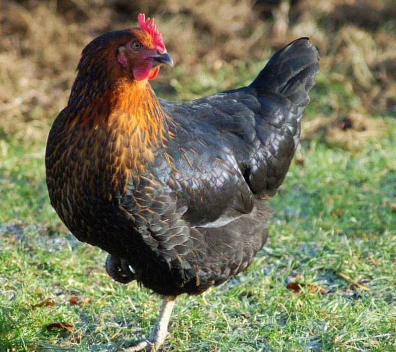 Ovos castanhos de raça maran