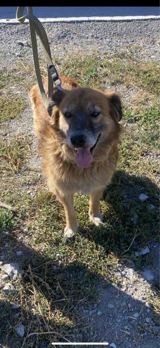 Отдам собаку в хорошие руки (пёс)