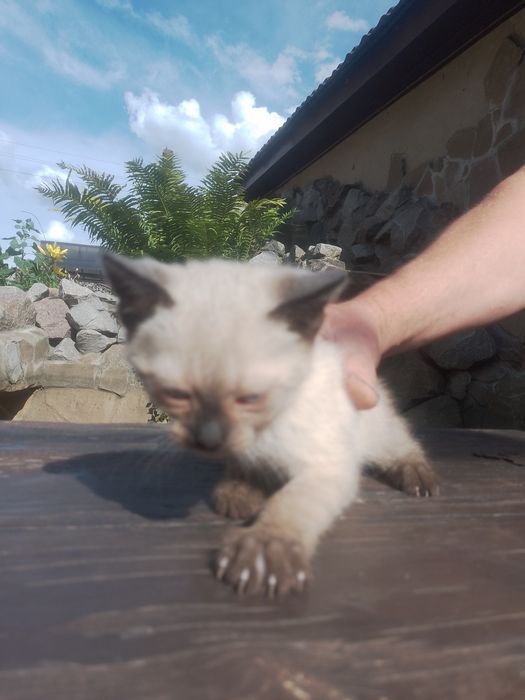 Сіамське кошеня один місяць