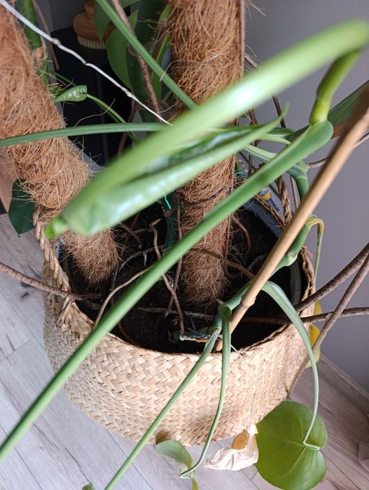 Duża monstera - polecam