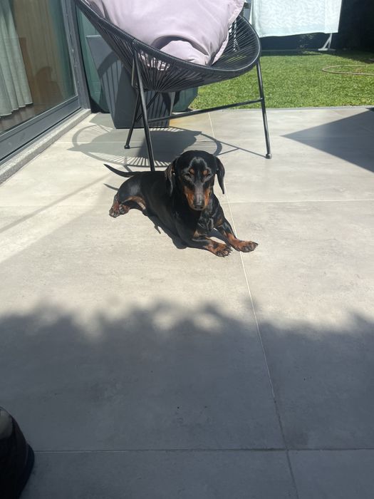 Daschshund Teckel Miniatura Macho para acasalamento