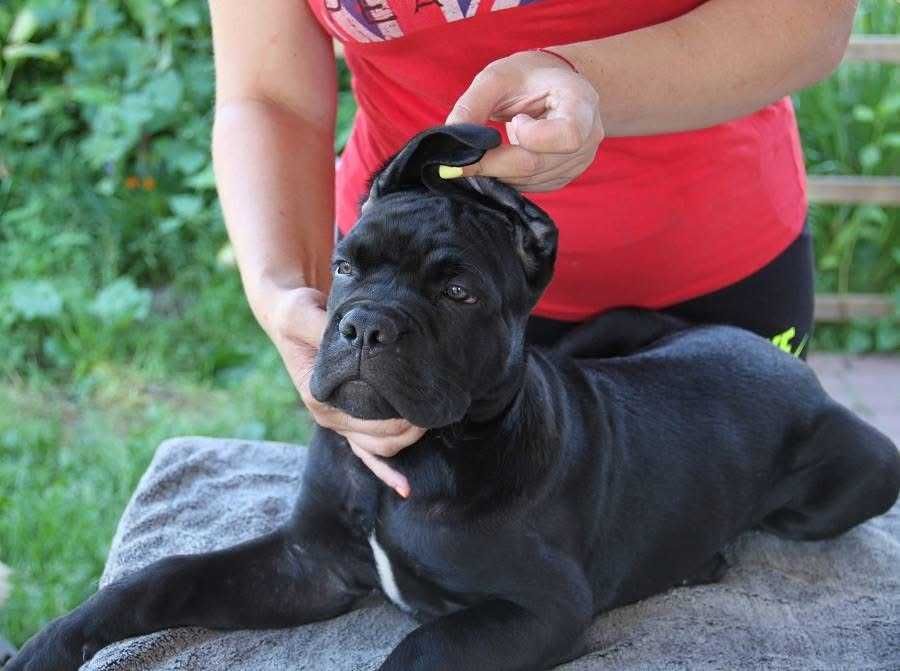 Предлагаем щенков Кане корсо