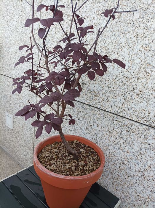 Ameixoeira Púrpura - 5 anos
