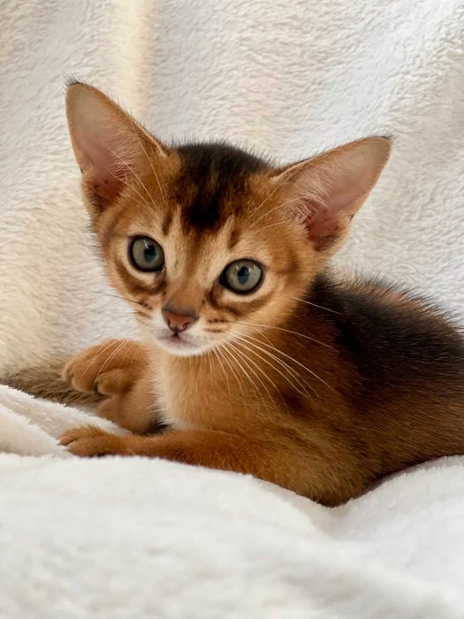 Абіссинські котики Abyssinian kitten