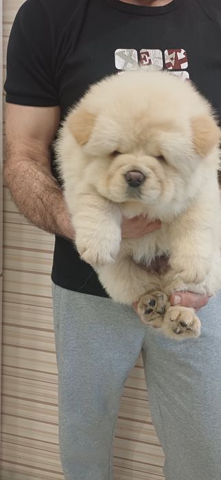 Чау чау,хлопчики і дівчатка,КСУ FCI