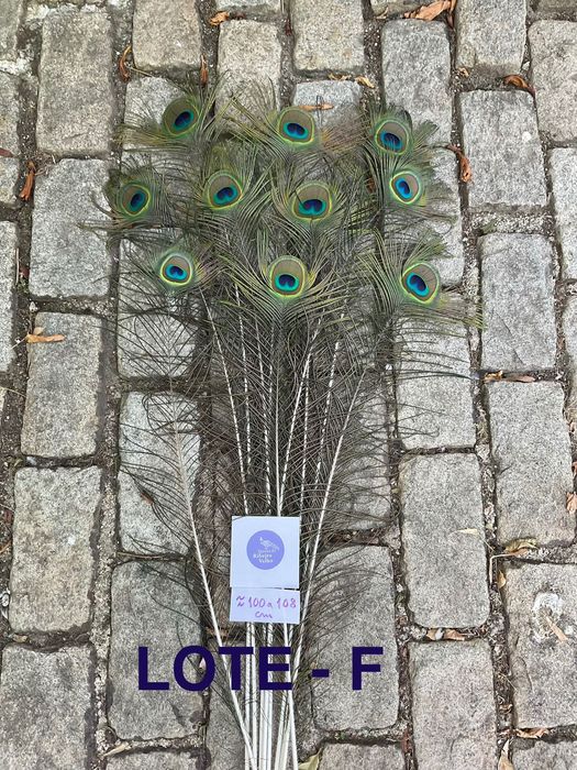 Pavão, penas para decoração
