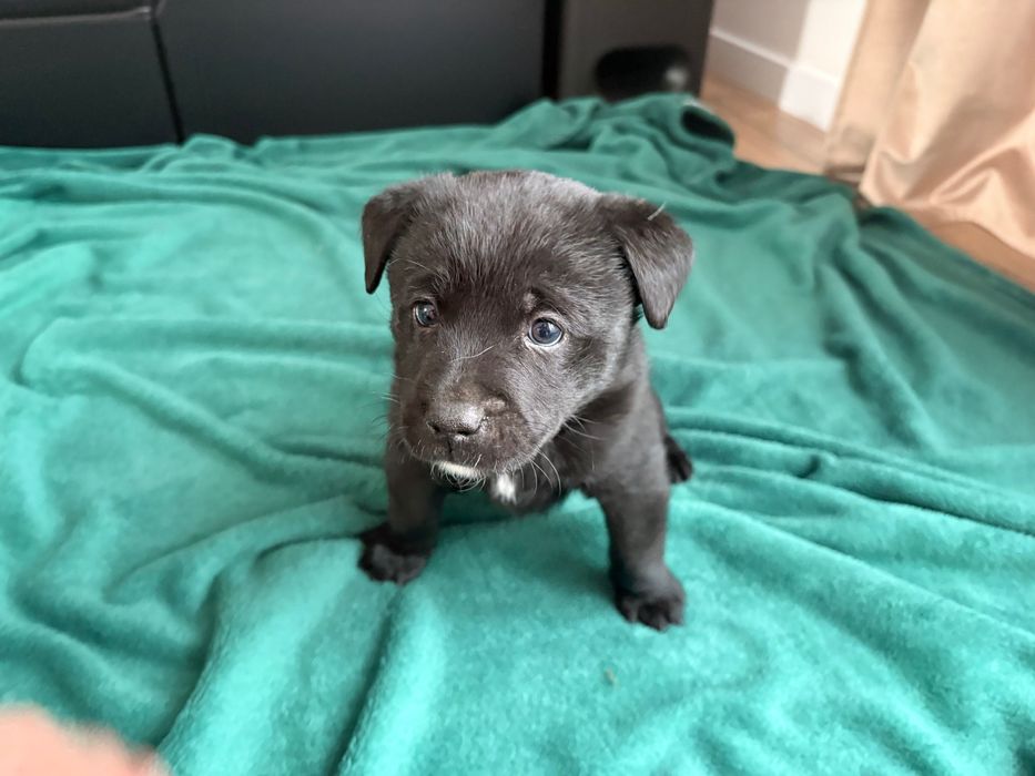 Rezerwacja wszystkich psiaków do weekendu- oddam cudowne szczeniaki