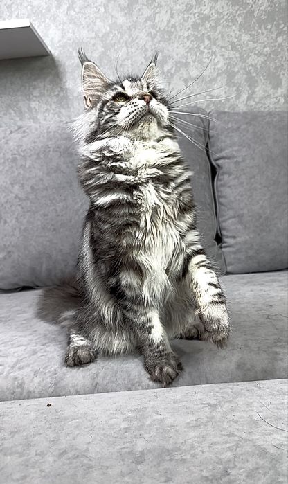 Дівчинка чорний мармур на сріблі