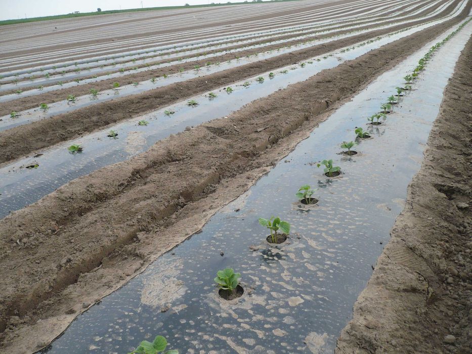 folia do ściółkowania pod  ogórki mulczowanie 1,2m  x1000m folia na zagony ściółkująca