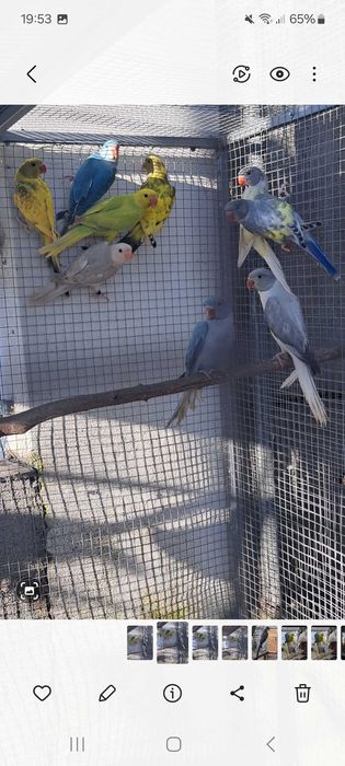 Ring necks varias mutações declaração cedência