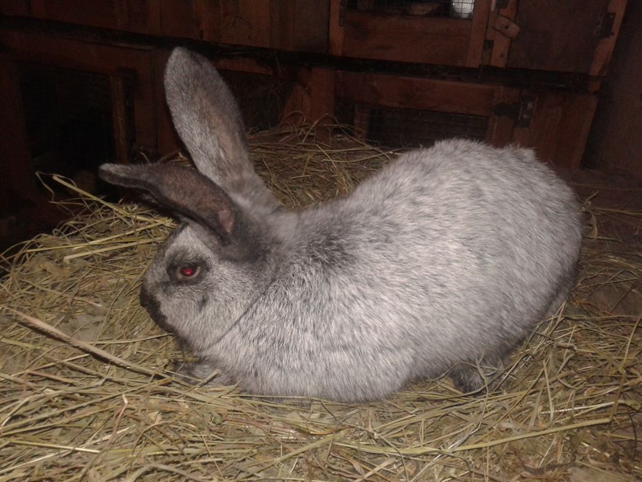 Полтавське срібло. Кріль. Кролиха. Кролі різного віку.