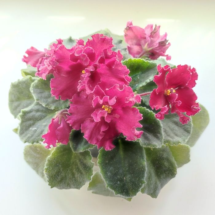 ТЕРМІНОВИЙ РОЗПРОДАЖ!!! Вазони фіалки (сенполії)