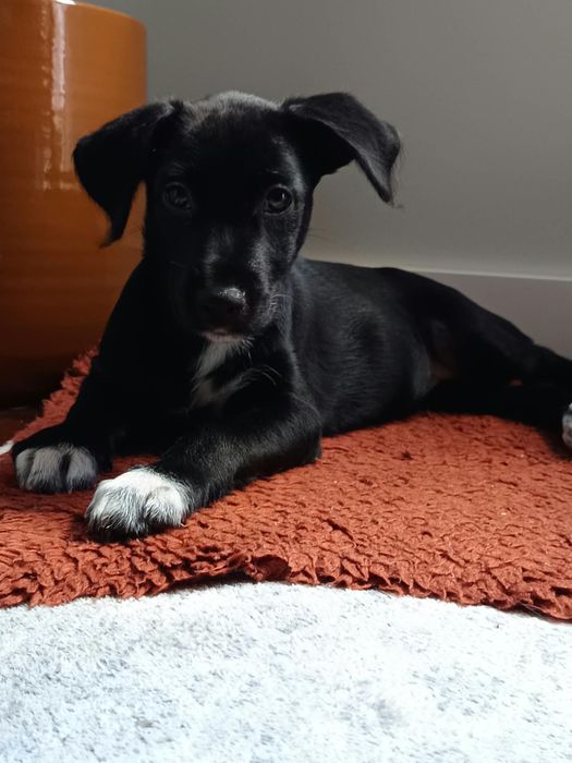 Mogli & Rosie - 3 meses, porte médio