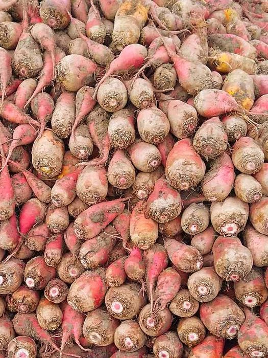 Продам кормовий буряк