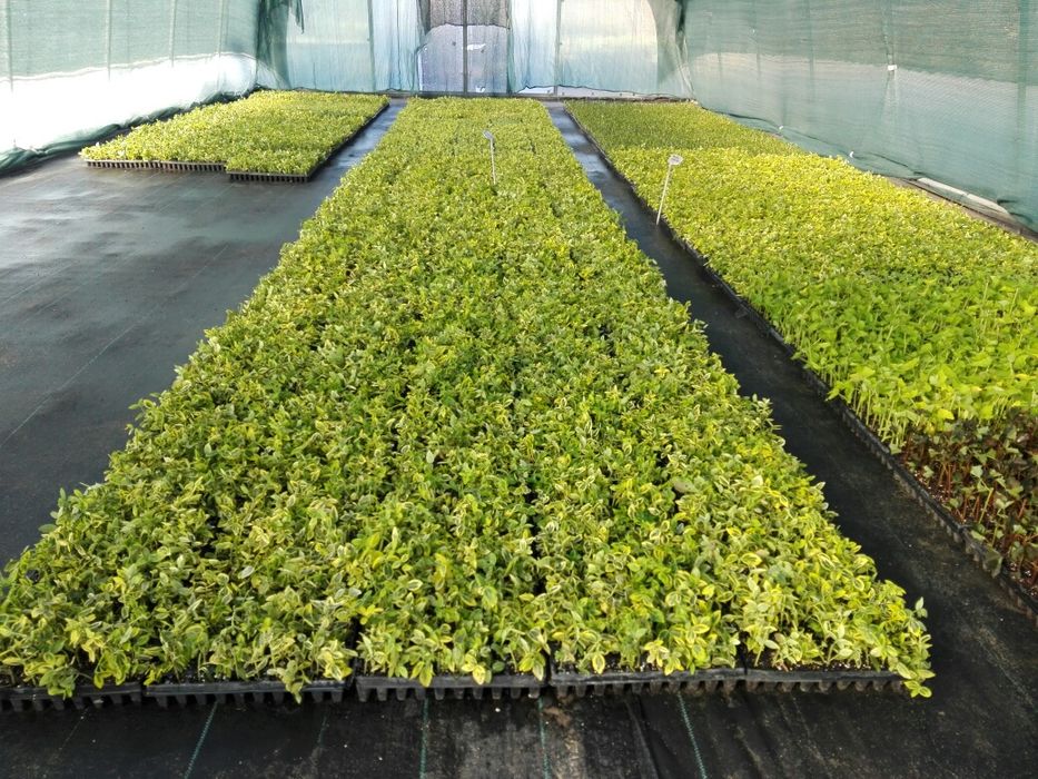 Trzmielina Emerald Gold, Tawuła Gold mund, Gold flame, Gęstokwiatowa