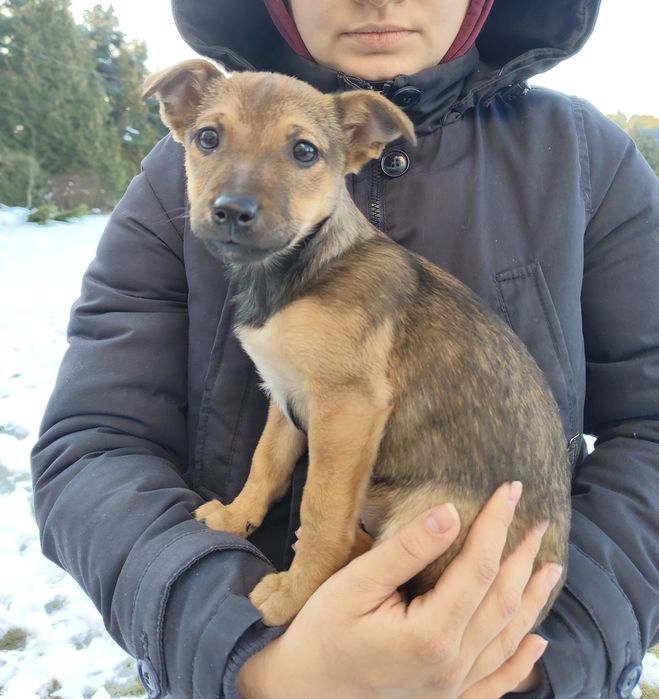 Oddam piękne szczeniaczki w dobre ręce