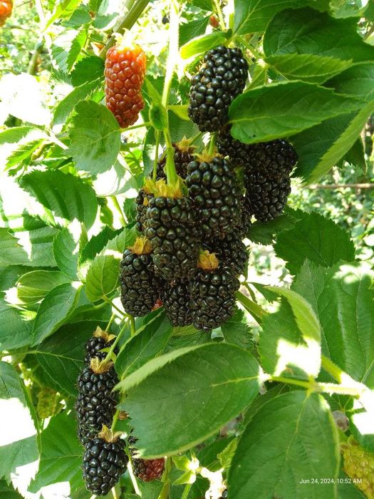 Ежевика безшипная ранняя саженцы