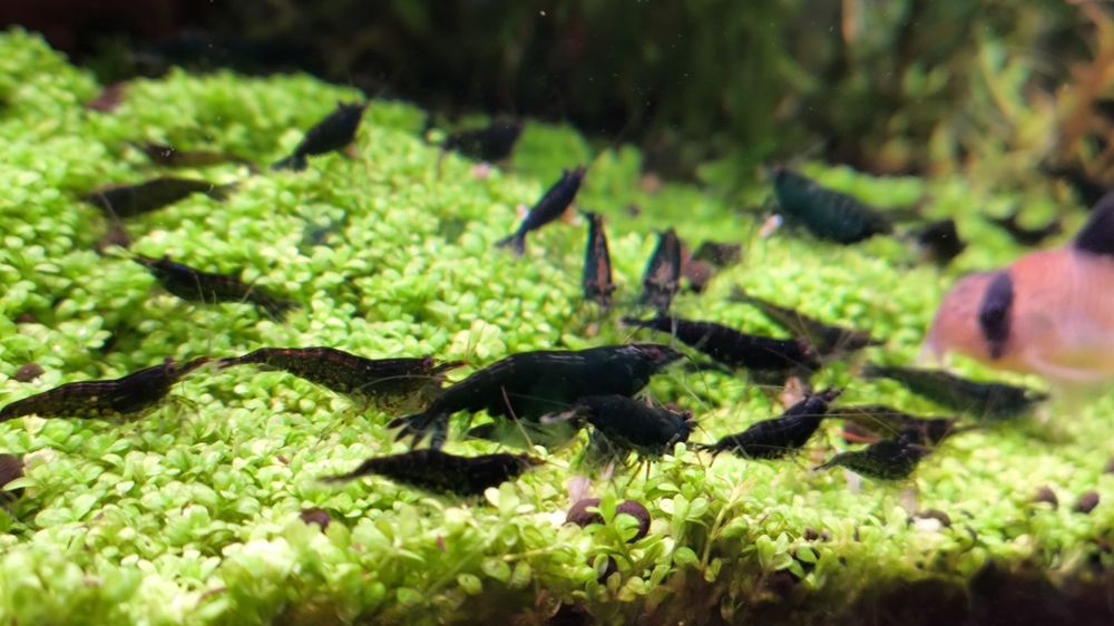 Krewetki Green Jade 100szt.