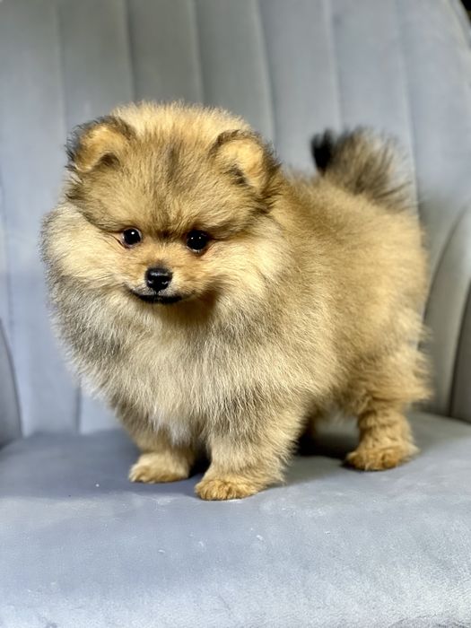 Померанський шпіц