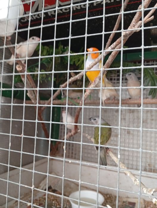 Aves diamante gould portadores... Bengalins exóticos
