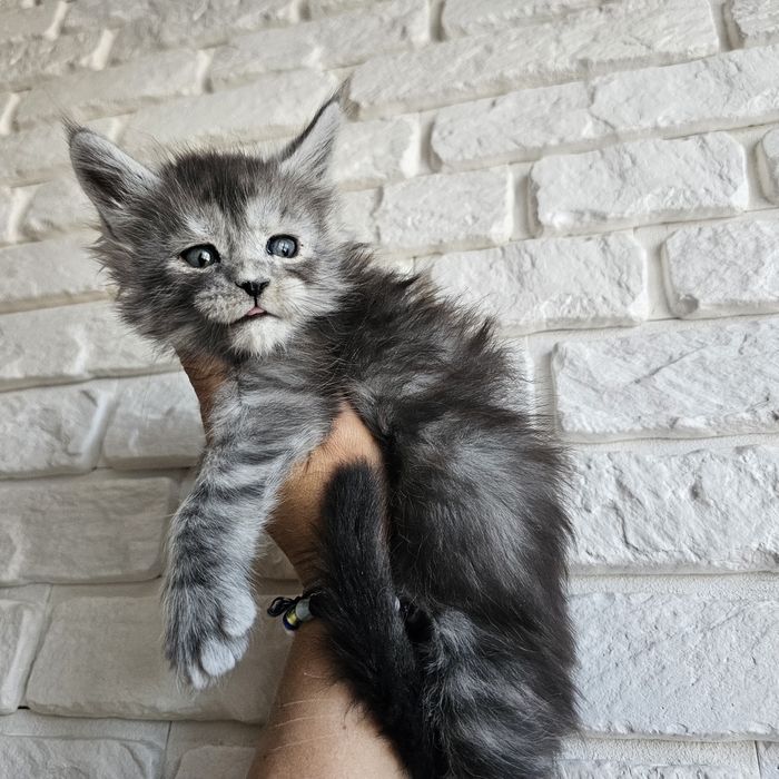 Kocurek Maine coon rodowód Fpl